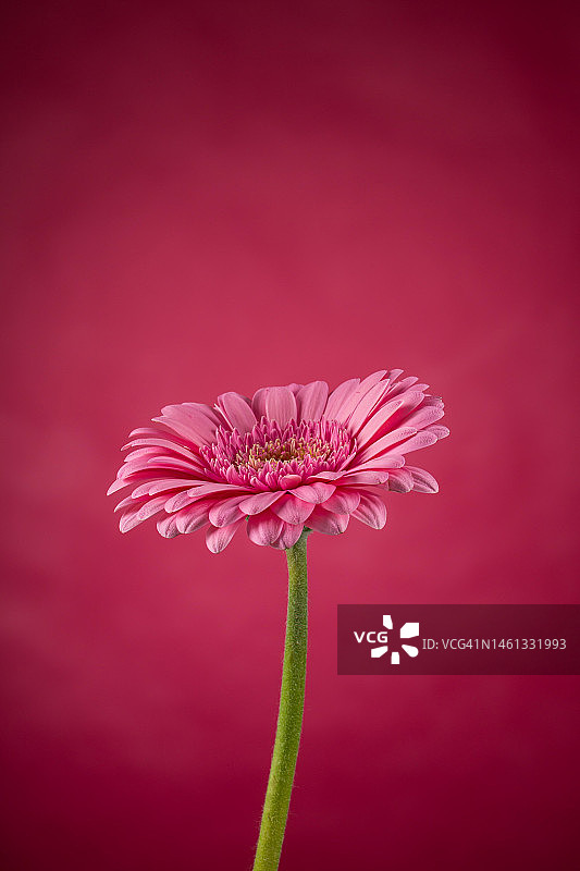 粉红色非洲菊花开花-近距离拍摄照片细节春天的时间图片素材