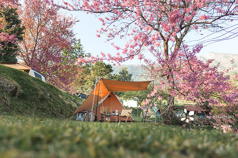樱花树下的露营帐篷。户外周末活动和简单的生活。图片素材