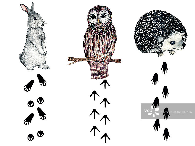 水彩野生森林动物脚印。自然插图刺猬，野兔，兔子，猫头鹰图片素材