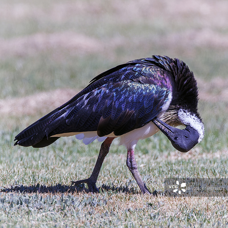 草颈朱鹭(Threskiornis spinicollis)站在草地上图片素材