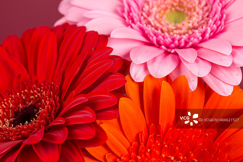 红粉橙非洲菊花开花-接近细节春天的时间照片图片素材