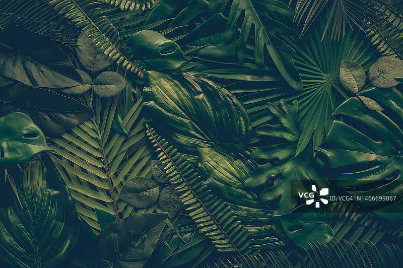 热带树叶，抽象的绿叶纹理，自然背景图片素材