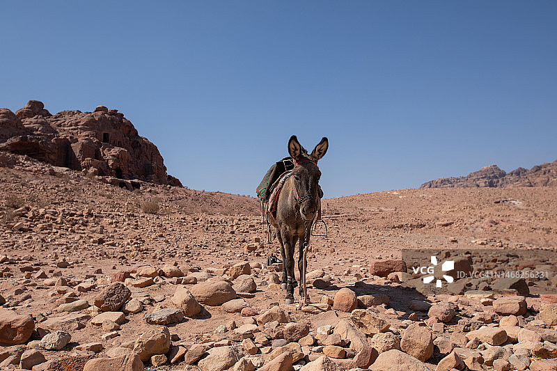 乔丹旅行摄影，驴肖像图片素材