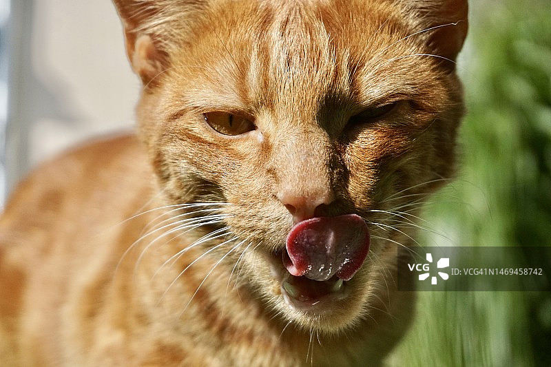 一只亮橙色的猫在草坪上洗澡。绿色背景上的姜猫用舌头洗澡。橙色的猫吃完东西后用舌头舔自己。图片素材