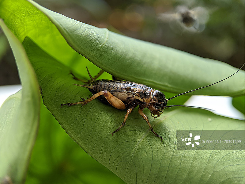 马来西亚树叶上昆虫的特写图片素材