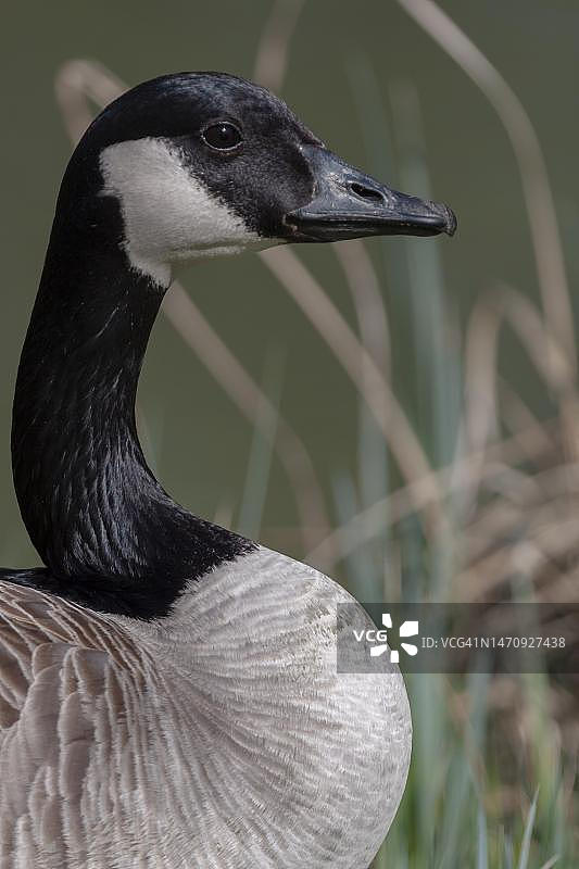 加拿大鹅，成年鸟，德国下萨克森州图片素材