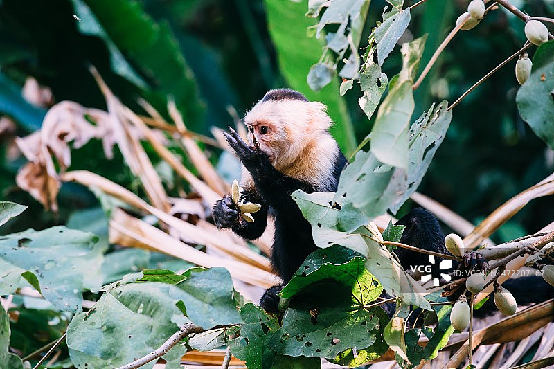 哥斯达黎加的卷尾猴正在树上吃东西图片素材