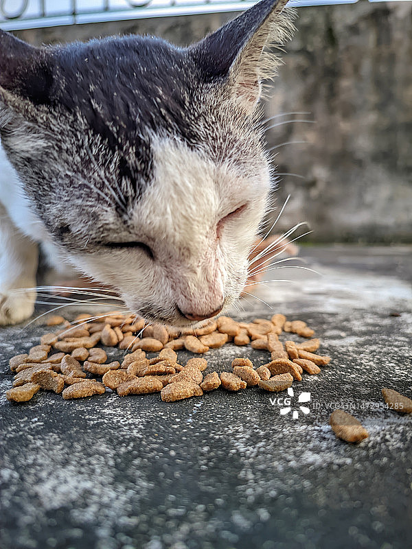 可怜的亚洲流浪猫在国际猫日吃着别人送的猫粮图片素材
