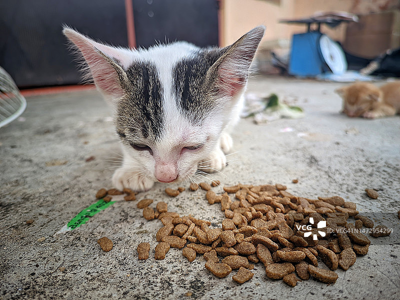 可怜的亚洲流浪猫在国际猫日吃着别人送的猫粮图片素材
