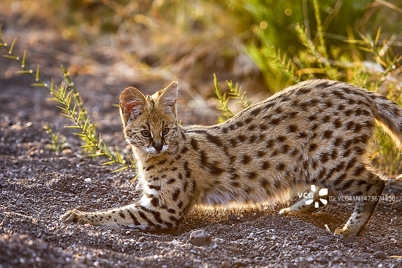 Serval, leptailer Serval，北聋人游戏保护区。博茨瓦纳图片素材