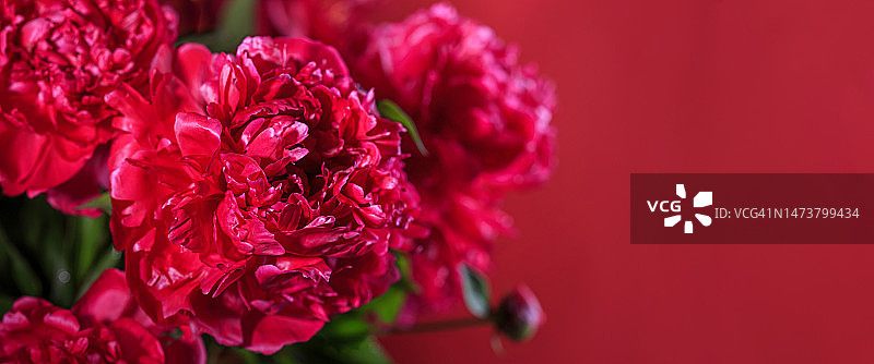 Аbstract romance background with delicate red peonies flowers, close-up. Romantic banner with free copy space for text图片素材