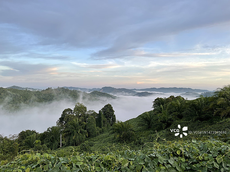 马来西亚雪兰莪州的八打灵查亚，树木映衬着天空的风景图片素材