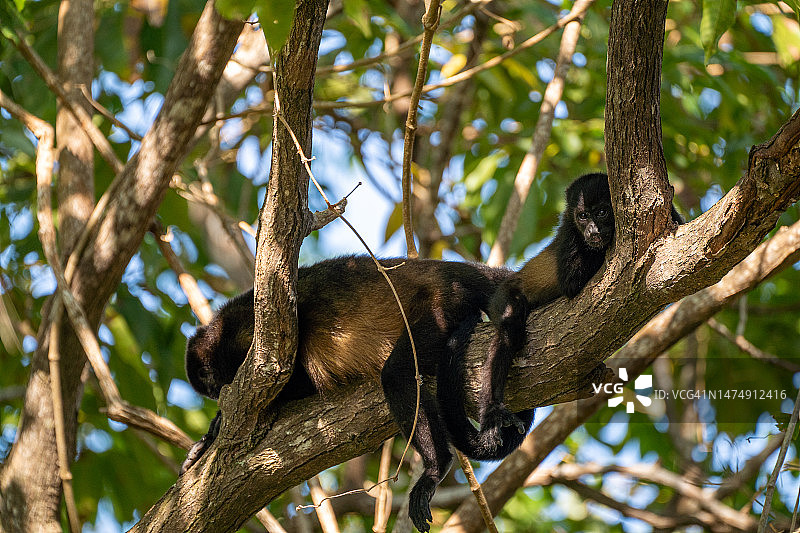 哥斯达黎加太平洋海岸曼努埃尔·安东尼奥国家公园的野生吼猴和宝宝图片素材