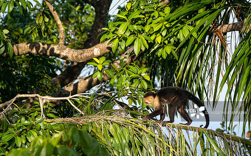 哥斯达黎加太平洋海岸曼努埃尔·安东尼奥国家公园的野生卷尾猴图片素材