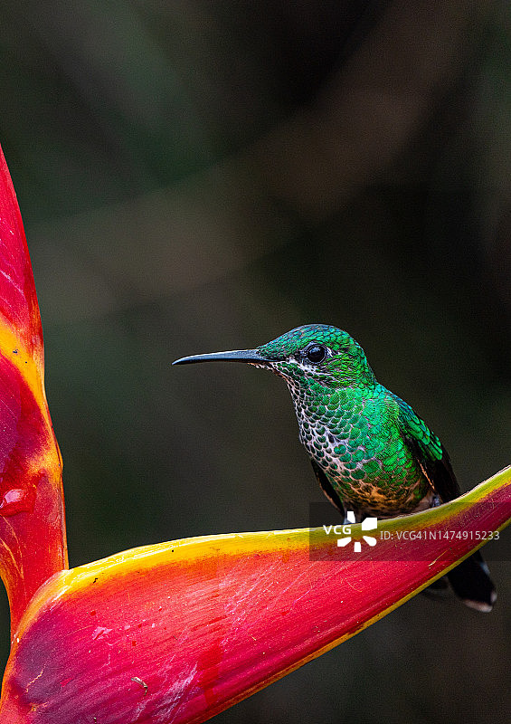 美丽的野生绿冠蜂鸟在哥斯达黎加的中央云雾森林附近的圣何塞和中美洲的波阿斯火山图片素材