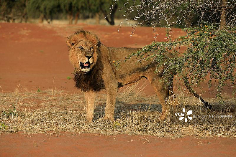 狮子(Panthera leo)，成年，雄性，警觉，南非北开普喀拉哈里岛茨瓦鲁野生动物保护区图片素材