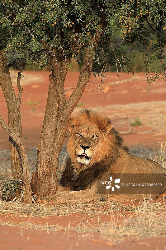 狮子(Panthera leo)，成年，雄性，坐着，警觉，南非北开普喀拉哈里，茨瓦鲁野生动物保护区图片素材