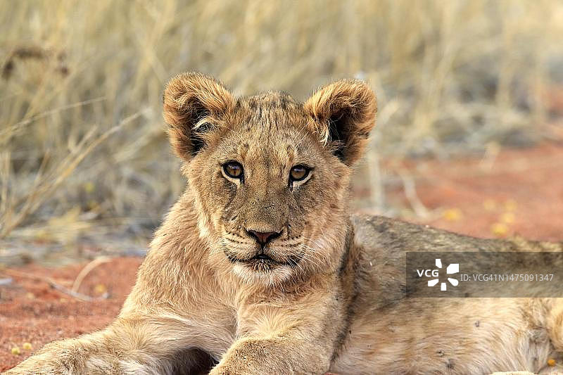 狮子(美洲豹)，年轻，警觉，休息，肖像，茨瓦鲁野生动物保护区，卡拉哈里，北开普，南非图片素材