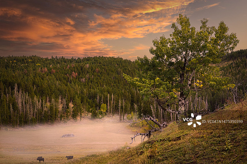 日落时分，美国蒙大拿州海伦娜，田野上的树木映衬着天空图片素材