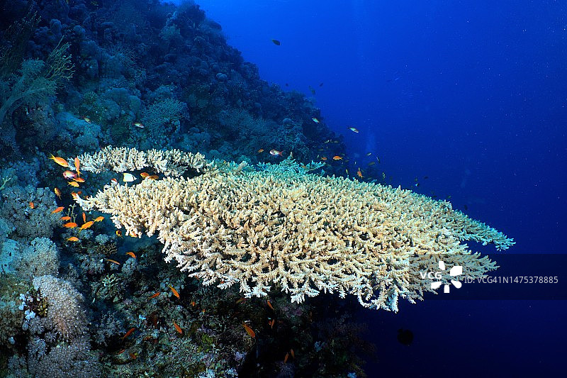 法老鹿角珊瑚(Acropora onis)，小吉顿潜水地点，赫尔加达，埃及，红海图片素材