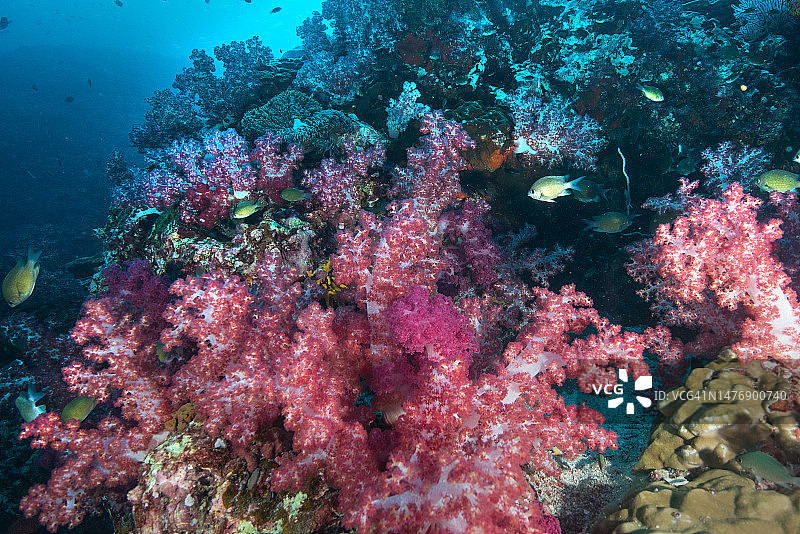 泰国斯米兰群岛的水下珊瑚和鱼类图片素材