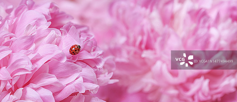 精致的粉红色牡丹花，花瓣上有瓢虫，选择性聚焦特写。带有文本复制空间的浪漫横幅图片素材