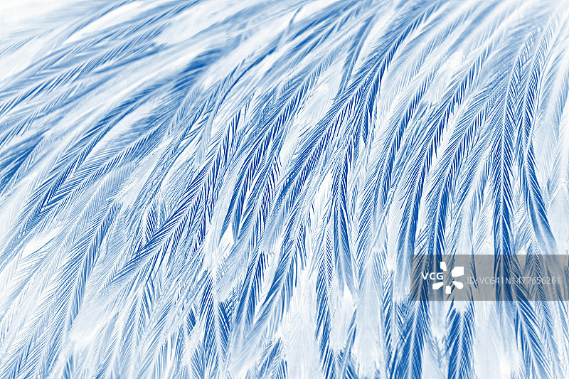 瑞亚的羽毛颜色在全画幅中转换为蓝色图片素材