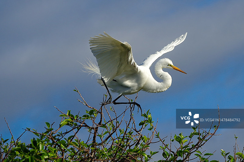 大白鹭栖息在树上对着天空的低角度视图，德尔雷海滩，佛罗里达州，美国图片素材