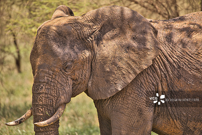 非洲象的肖像镜头图片素材