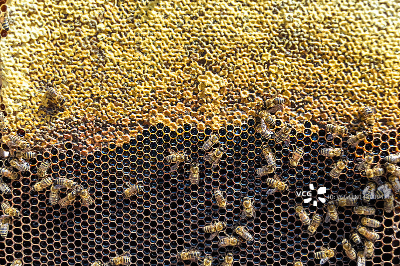摘要蜂房是由蜂箱填充而成的六边形结构图片素材