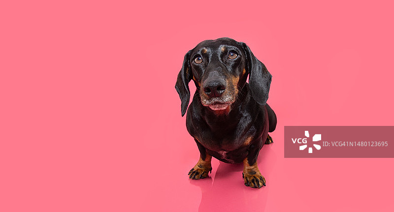 西班牙赫罗纳，一只专注的腊肠小狗坐在相机上，看着粉红色的背景图片素材