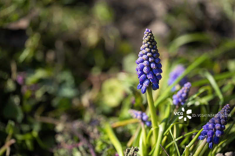 塞尔维亚，我的花园里有非常漂亮的五彩缤纷的春天花图片素材
