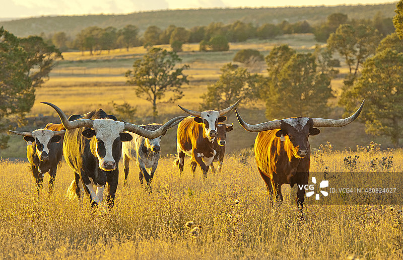 长角牛站在新墨西哥州北部的田野里图片素材