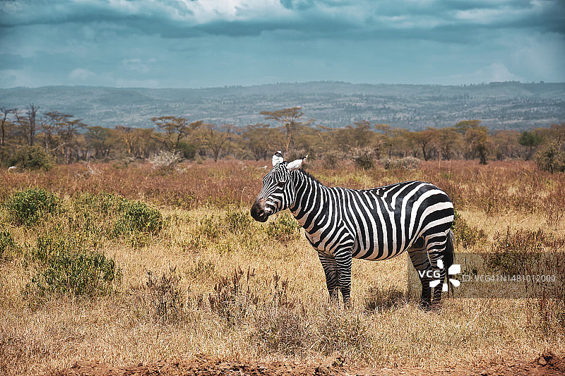 肯尼亚Oserengoni野生动物保护区的斑马图片素材