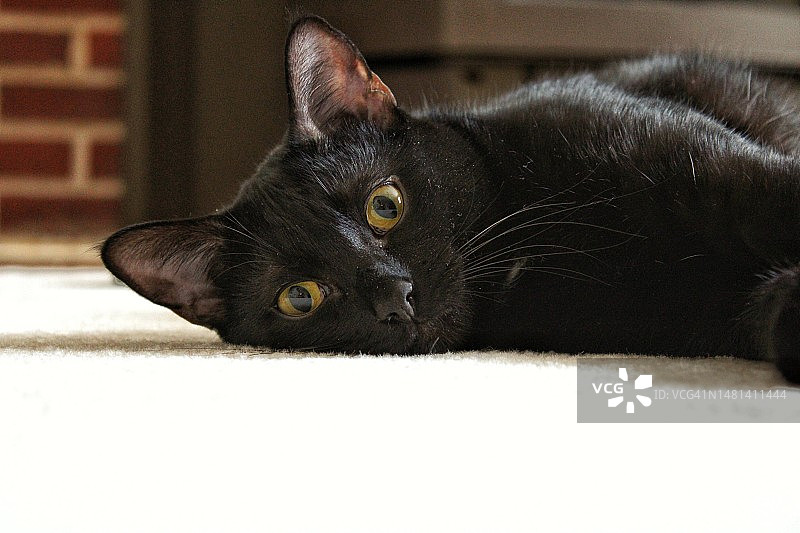 黑猫躺在地板上的特写图片素材