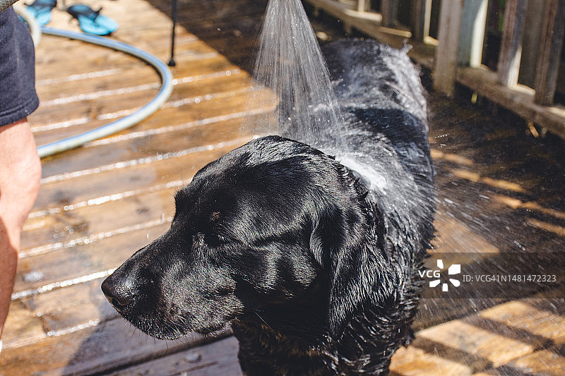 狗狗在家里洗澡图片素材