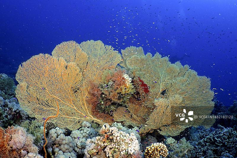 巨大的海扇(Annella mollis)，蒂朗海峡潜水地点，西奈，埃及，红海图片素材