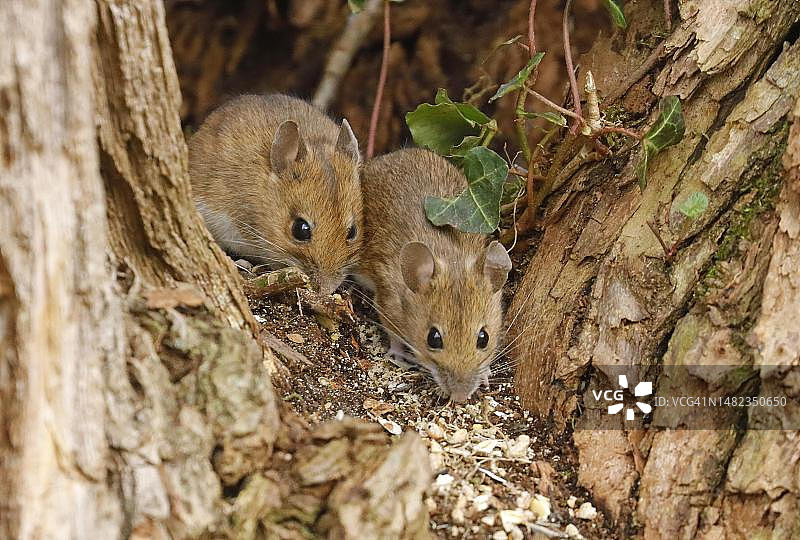 2只木鼠(sylvaticus)在树叉上，Wetzlar, Hesse，德国图片素材