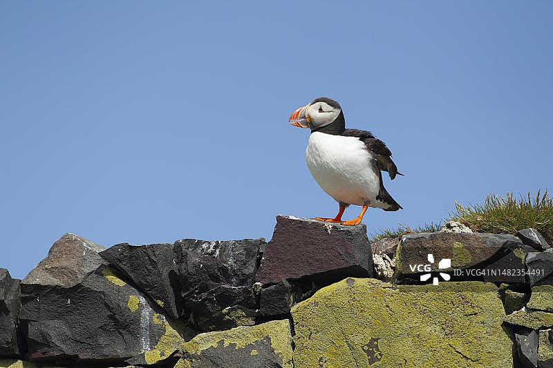 英国诺森伯兰郡法恩群岛，大西洋海雀(北极海雀种)成年鸟，在一堵石墙上鸣叫图片素材