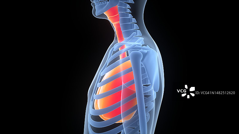 人体呼吸系统肺解剖图片素材