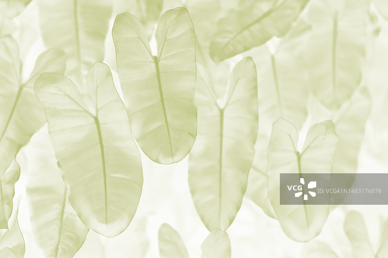 高键图像的热带树叶在淡绿色，白色的背景图片素材