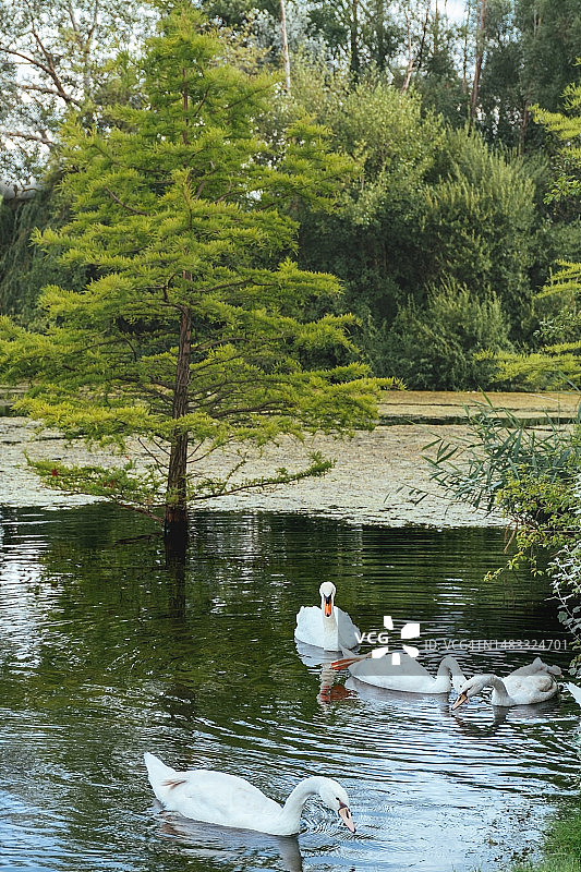 在绿色公园的湖面或池塘上的白天鹅图片素材