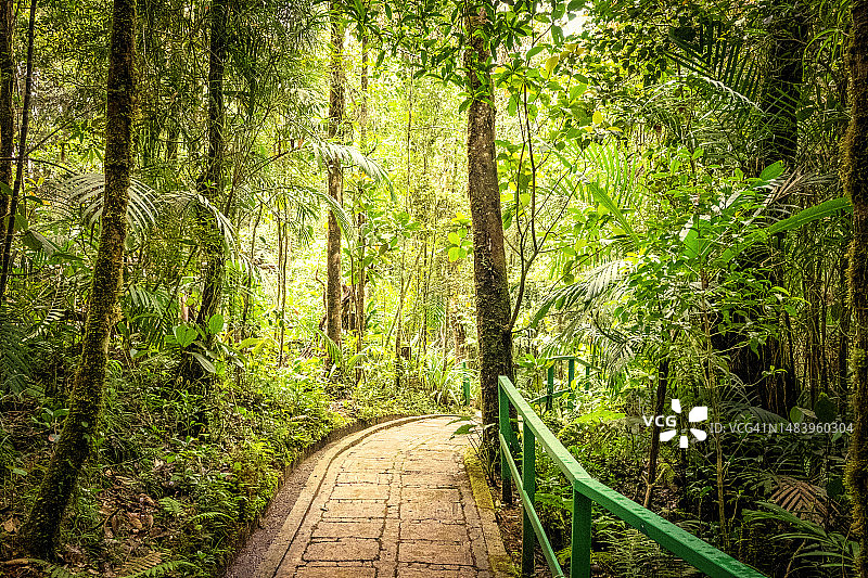 热带雨林，基纳巴卢山公园，马来西亚图片素材