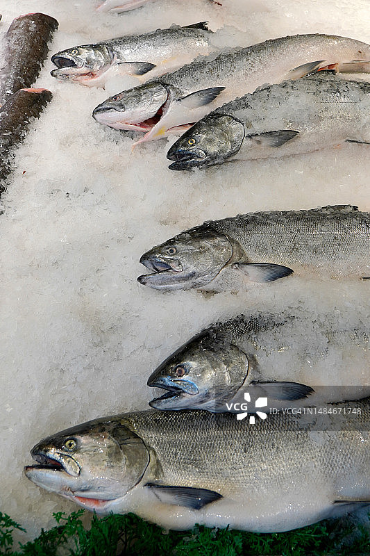 鱼市场上新鲜的冰鲑鱼图片素材