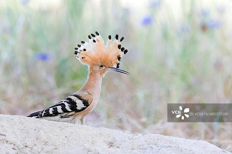 德国萨克森-安哈尔特，易北河中部生物圈保护区，2022年度鸟类，戴着羽毛帽的戴着帽子图片素材