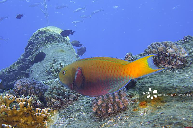 雌性绿臀鹦嘴鱼(Scarus frenatus)，鹦嘴鱼，Giannis D沉船潜水点，埃及，红海图片素材