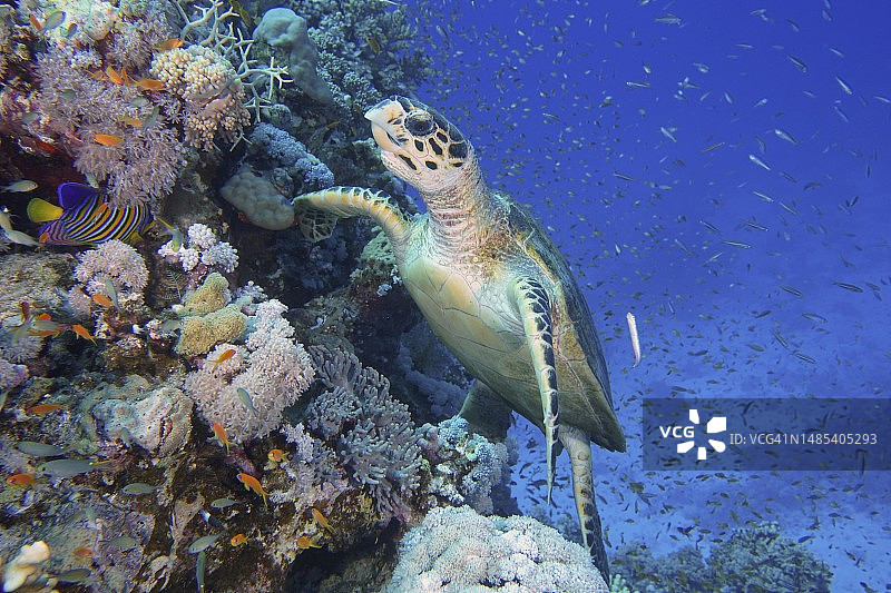 鹰嘴海龟(Eretmochelys brbricata)， Erg Monica潜水点，El Quesir，红海，埃及图片素材