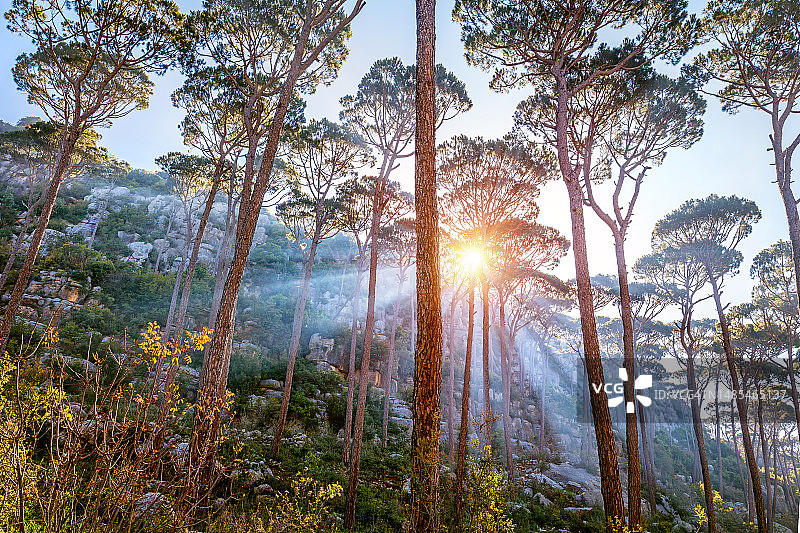 罗马尼亚森林中穿过树木的阳光的低角度视角图片素材