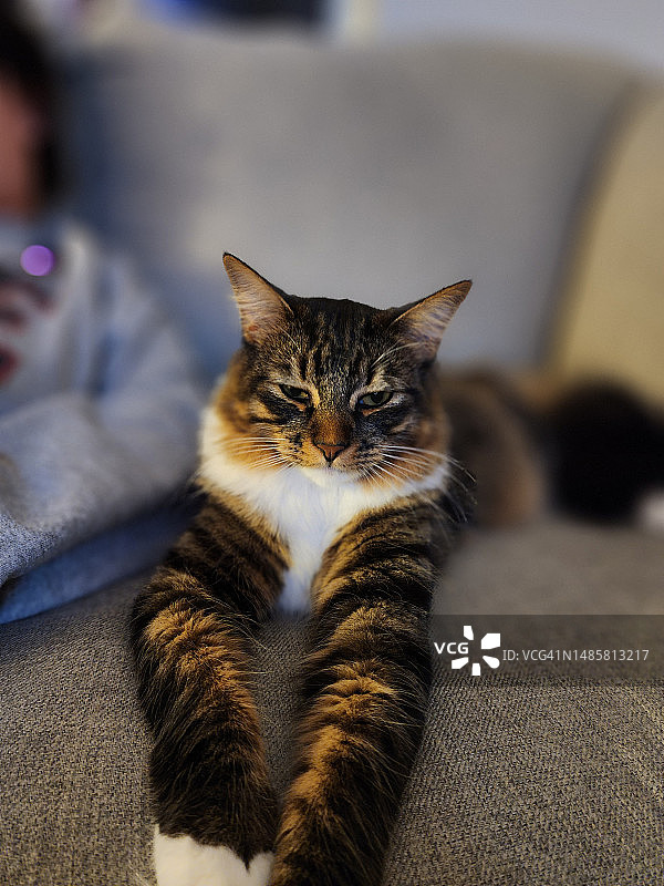 美国佛罗里达州塞夫纳，猫咪在家里沙发上放松的特写图片素材
