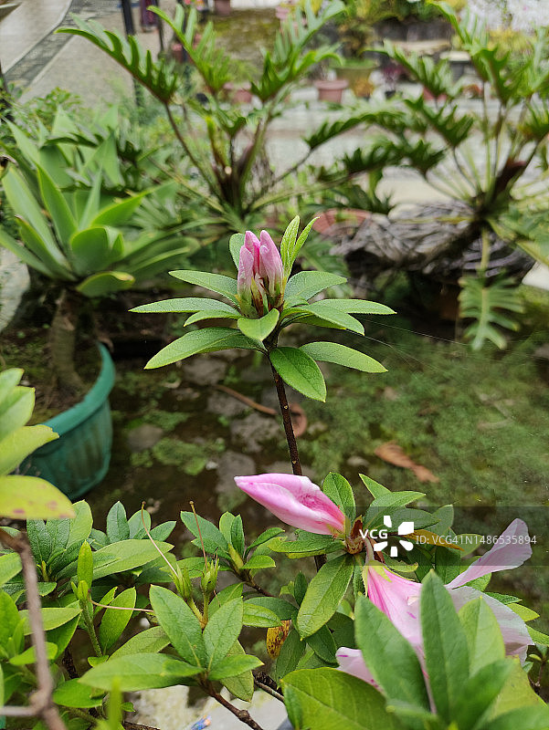 杜鹃花盛开在花园里，中爪哇，印度尼西亚图片素材